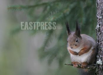 EA038338, Eastpress, Porvoo, SUOMI